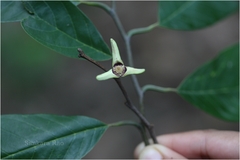 Annona cherimola